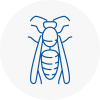 Chorleywood Wasp Nest Removal